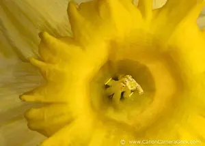 How does the 70D perform at high ISO? Sample Canon 70D photos, Macro and High ISO Images. View photos taken with the EOS 70d