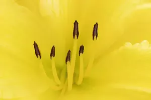 Are they any good and how do Canon extnesion tubes work? Should you get the tubes made by a 3rd party or go with the extension tubes made by Canon