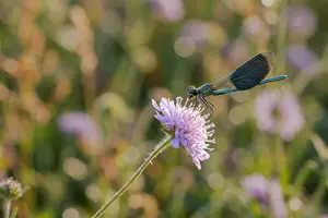 Example of Great Focus Bokeh