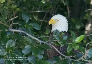 Eagle photo with image stabilization