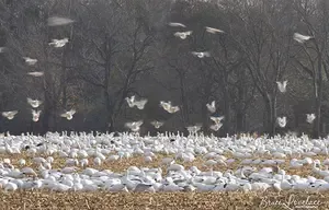 Simple guide to help you understand what ISO is on your Canon camera. What is ISO and why it's so important Frequently Asked Questions on ISO.