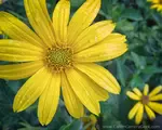 Macro Photo of yellow flower taken qith G1X Mark II Camera