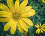 Macro Photo of yellow flower taken qith G1X Mark II Camera