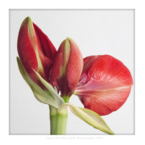 70D ISO 12800 - Amaryllis Macro