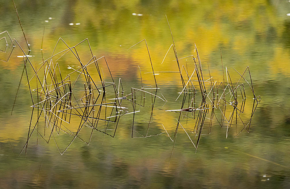 Photo R6 Mark II and EF 100-400mm IS II Lens