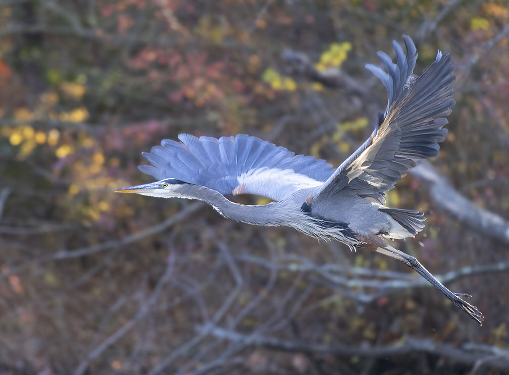 Blue Heron photo at ISO 2000