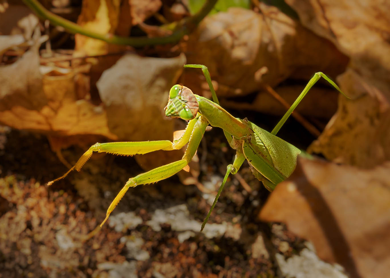 Praying Mantis