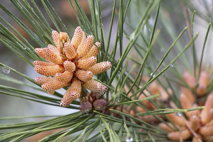 Test close-up photo pine tree blossom photo