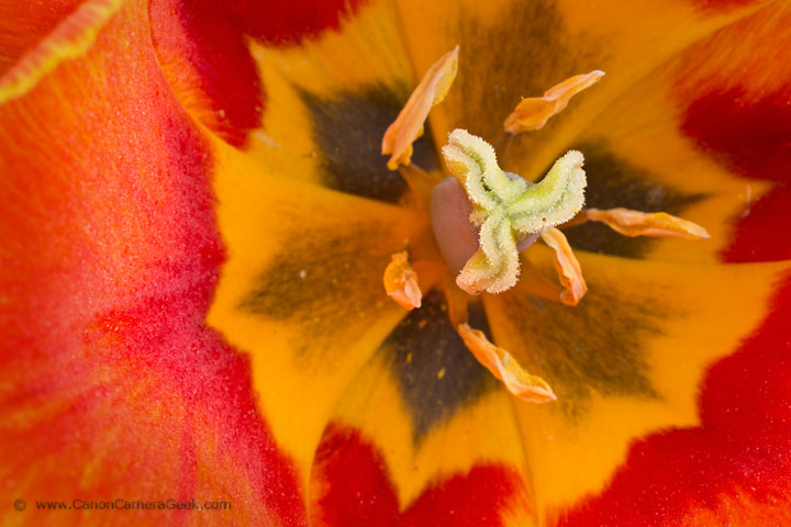 Macro photo of flower using extension tubes