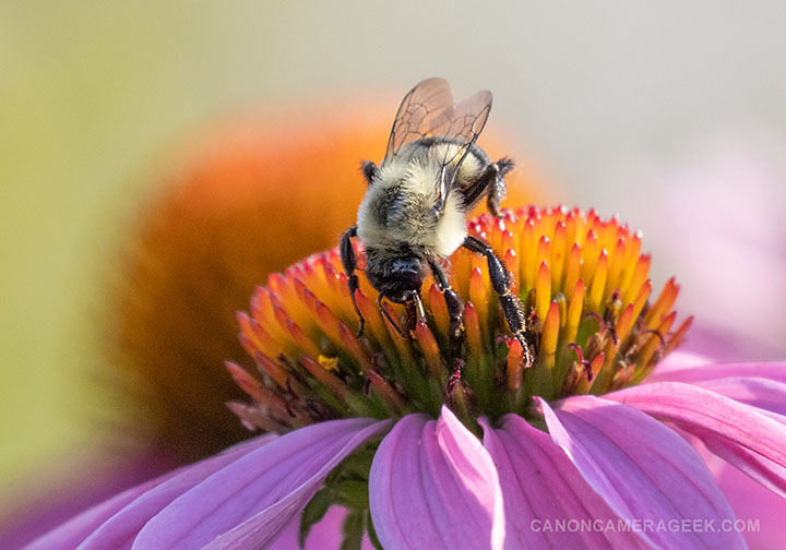 Close up of bee on flower