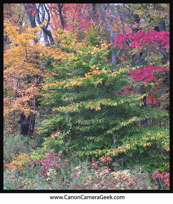 Canon G11 October 2012 Fall foliage-Sewell-NJ