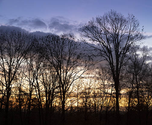 Sunrise Tree Silhouette