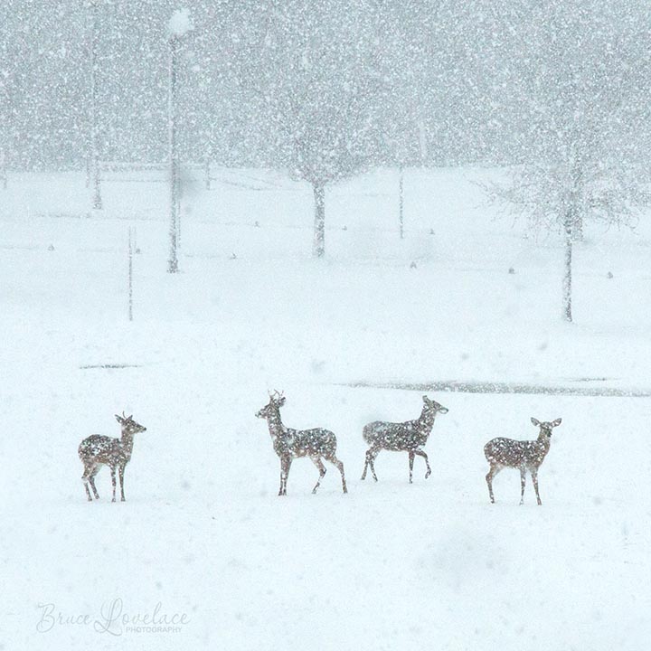 Deer in snowstorm