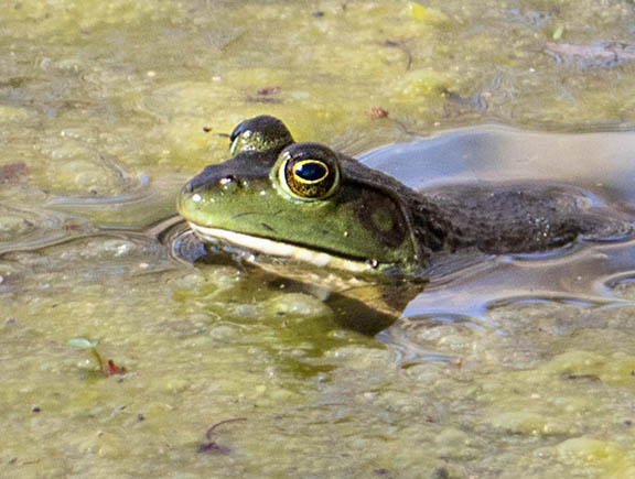 I was able to shoot this skittish frog from a distance and then crop the image tighter with software to get the composition I wanted. Pond Frog
