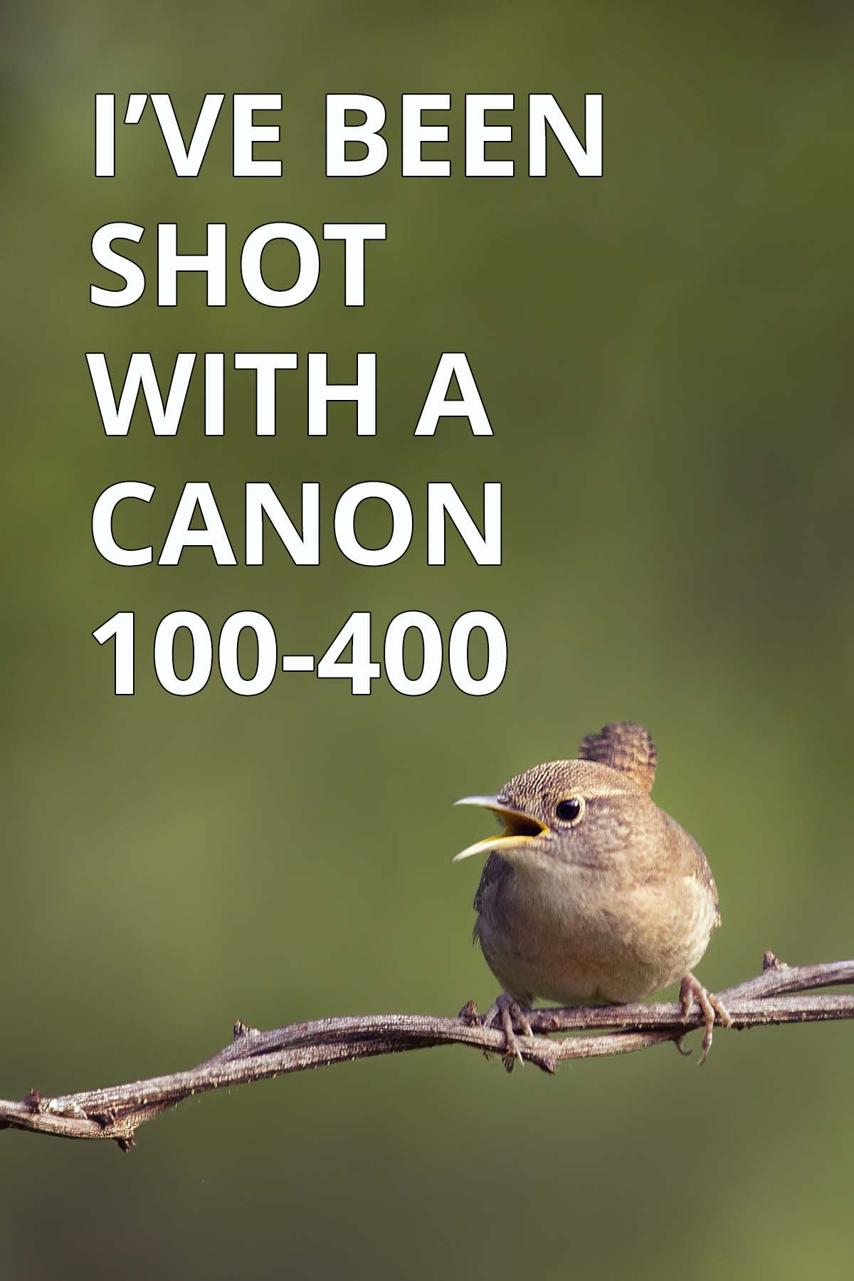 House Wren