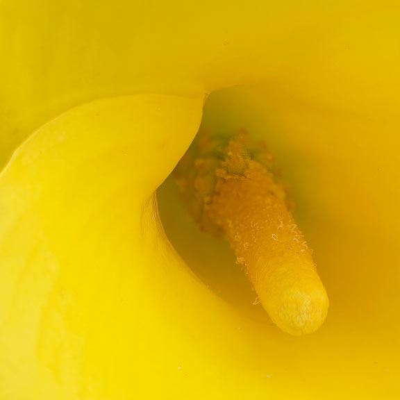 Lily flower at f/18