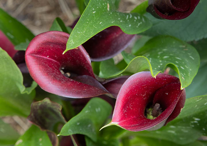 Lily flower with image stabilization