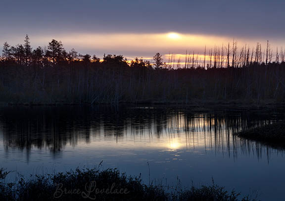 Rainy sunrise Pine Barrens, NJ