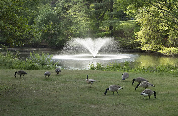 You get a "normal" perspective of the scene in front of you when you have your lens set to a 50mm focal length. Snow geese and fountain