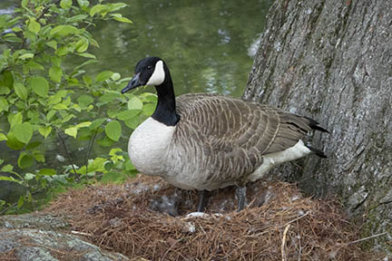 Cropped image of mother goose shot at 150mm focal length. Snow goose on nest-cropped