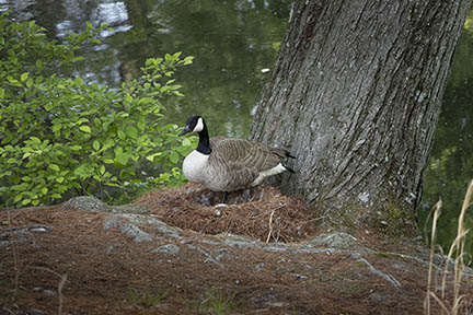 Uncropped image of mother goose shot at 150mm focal length. Snow goose on nest