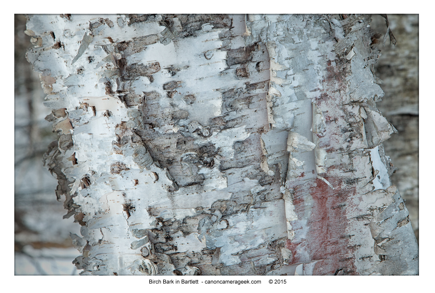 Birch tree bark-close-up Canon 5D Mark III