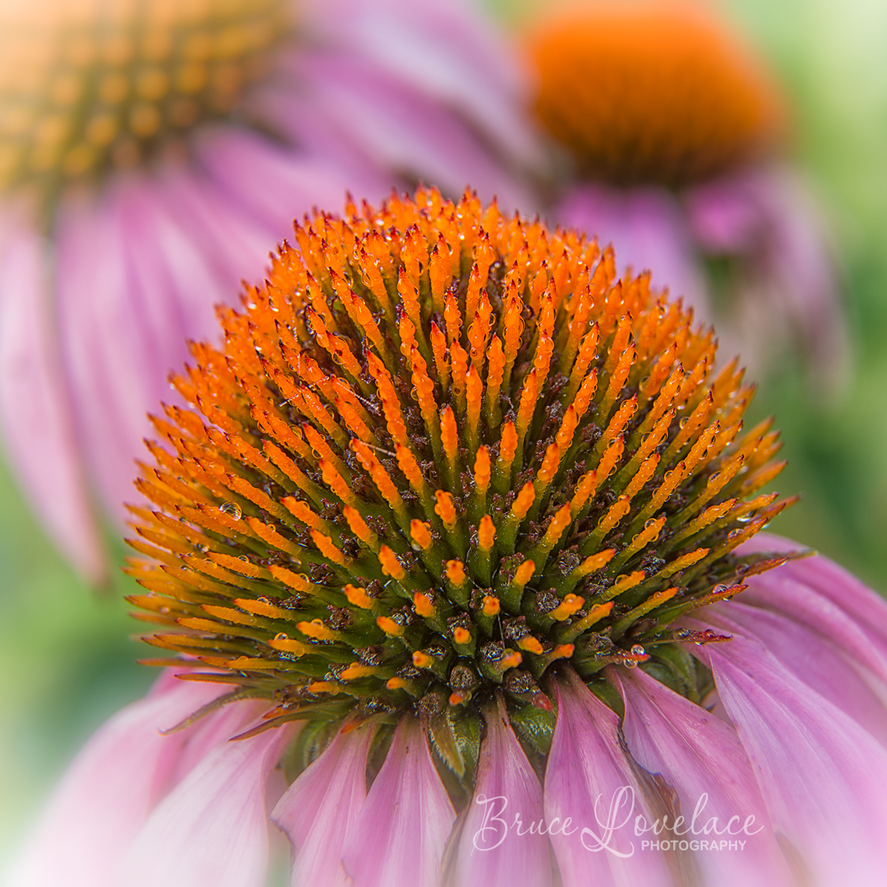 Flower photo with extension tubes