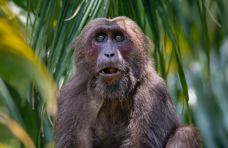 Brown monkey at zoo