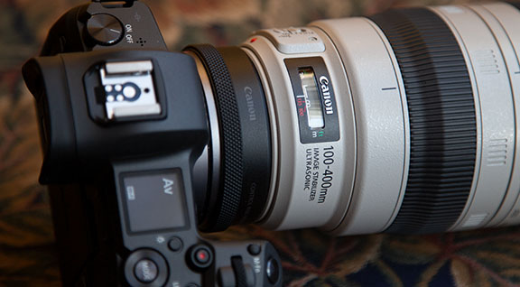 Canon 100-400 lens on Canon mirrorless R camera
