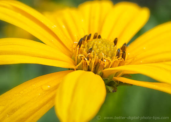 Macro photo taken of daisy with Canon 85mm lens with extension tube used as a lens accessory