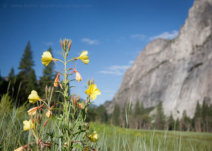 Controlled depth of field example