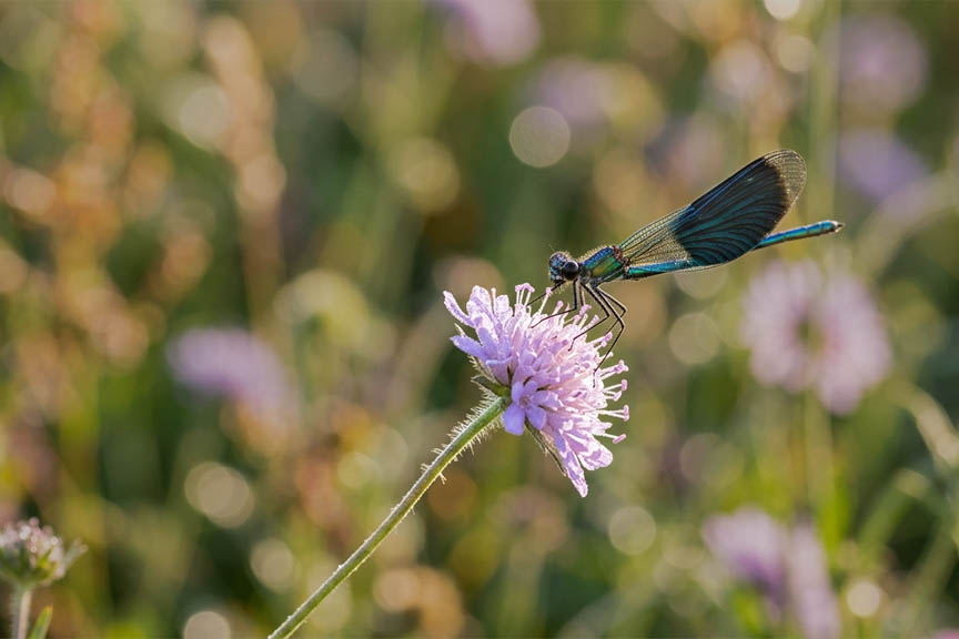 Example of Great Focus Bokeh