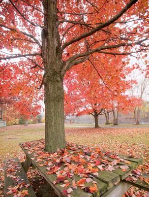 Fall Leaves on Picnic Table <br> EOS 70D and  EF-S 10-18 at 10mm Focal Length