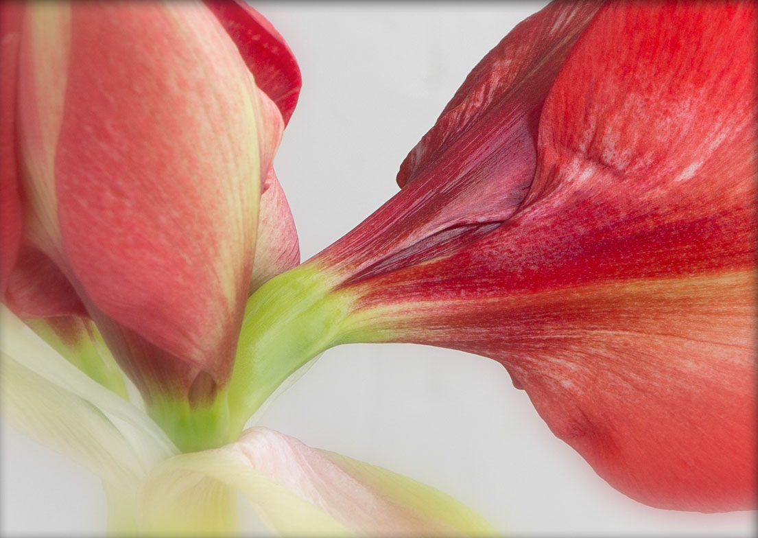Amaryliis Flower Close Up