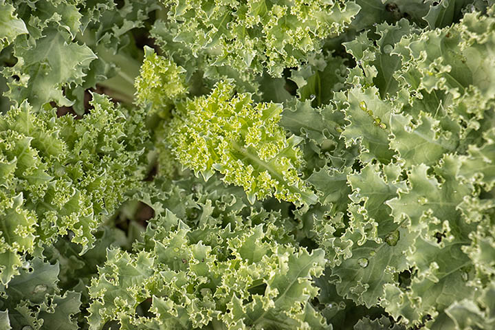kale close-up 90D sample