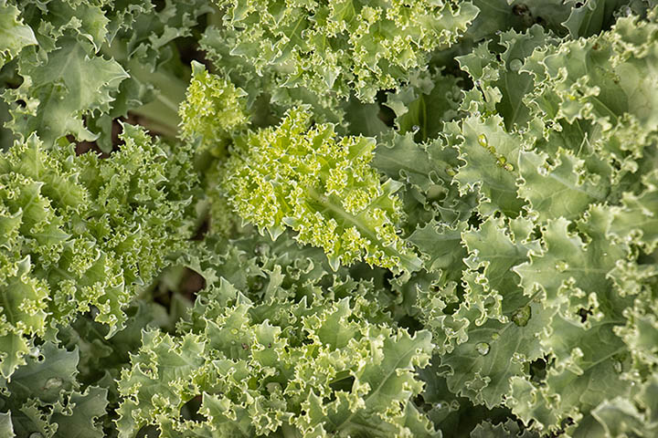 kale close-up 90D sample