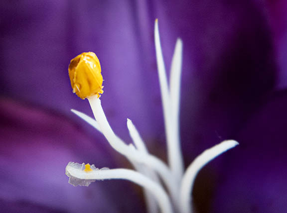 The Canon RF-S 18-150mm STM lens achieves a respectable maximum macro ratio of .44x Macro photography with RF-S 18-150mm lens