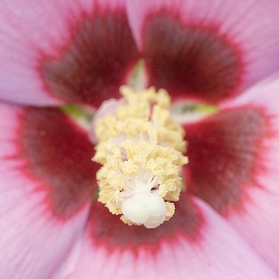 Hibiscus Flower