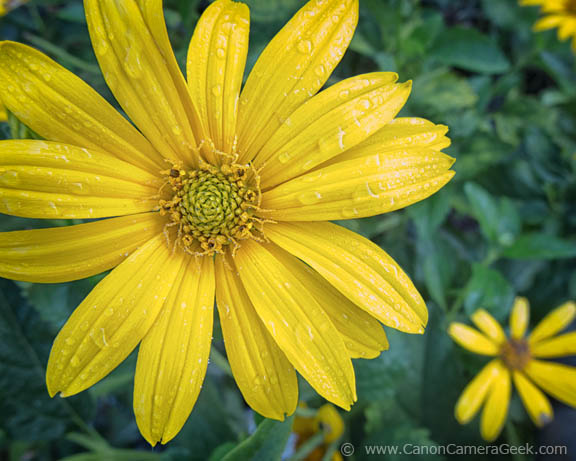 Macro Photo of yellow flower taken with G1X Mark II Camera