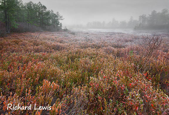 Richard Lewis Photography - New Jersey Pinelands