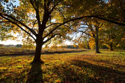 Photographing Fall Foliage With my 70D