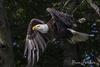 Eagle In Flight<br>Taken With Canon 100-400mm Lens