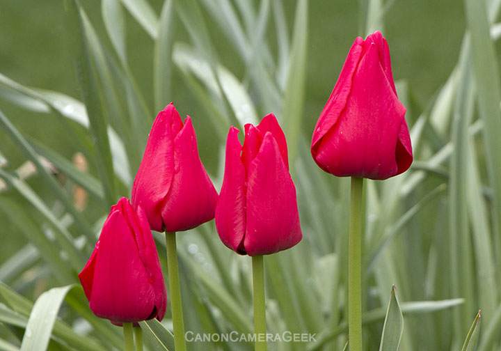 Tulip-lens color test