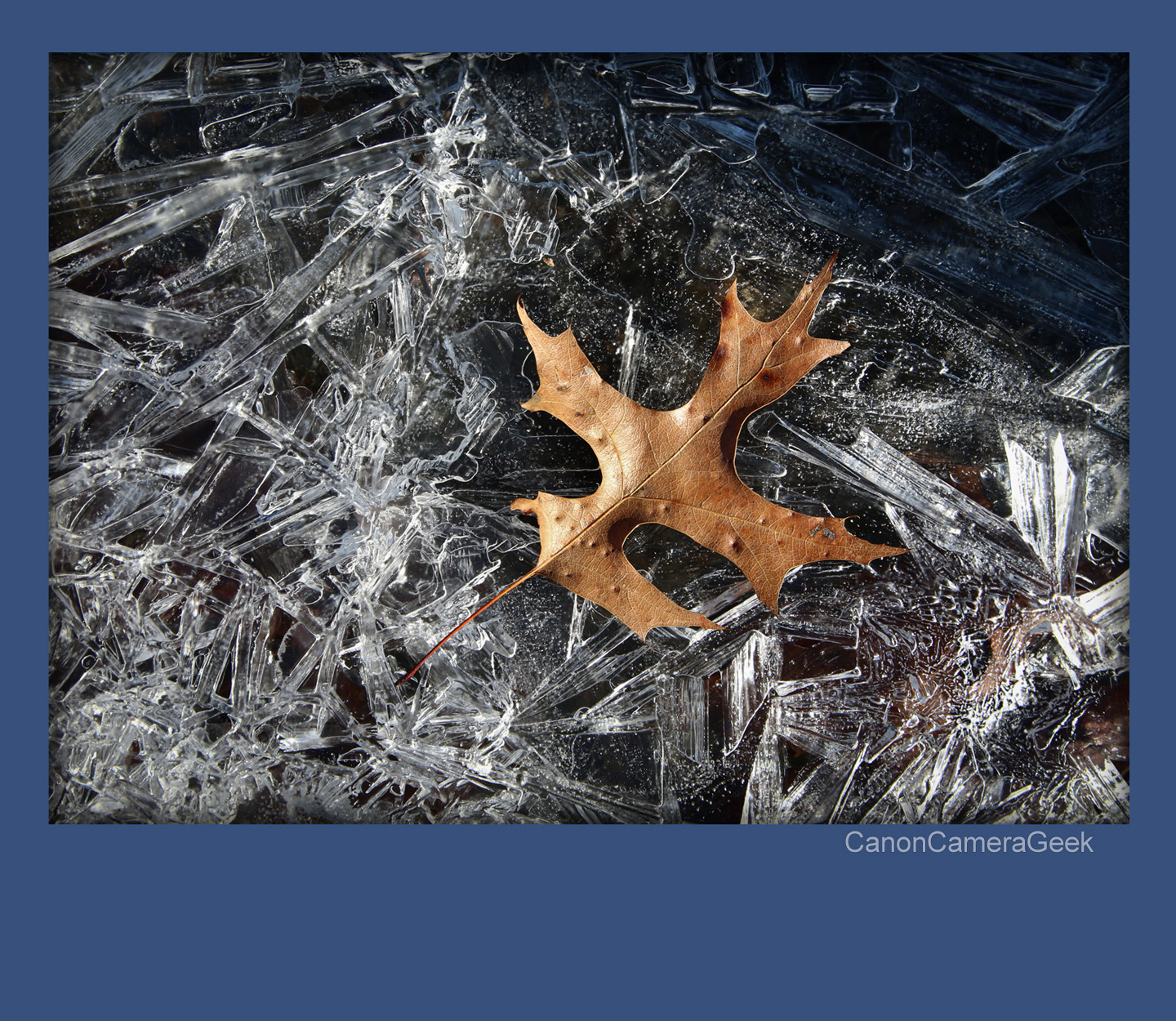 Leaf and Ice - Macro EOS 70d