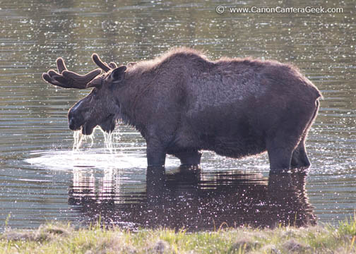 Alaska Moose - Canon 5D Mark III camera - 400mm f5.6 lens