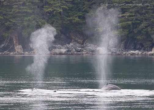 Alaska Humpback Whales - Double Spout