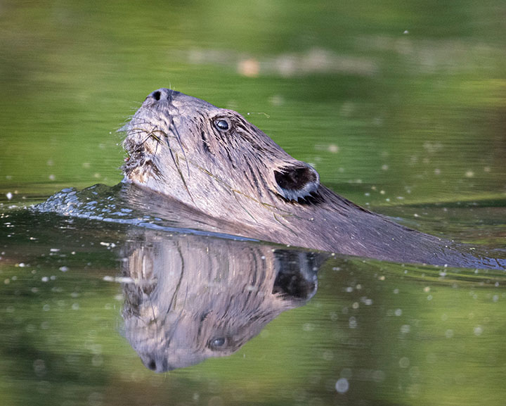 Beaver at Alcyon Lake