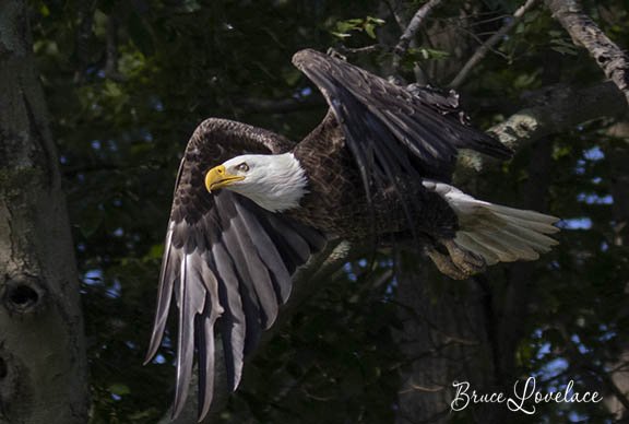 sharply focused eagle