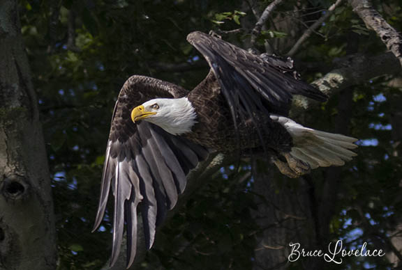 Bald Eagle Flying