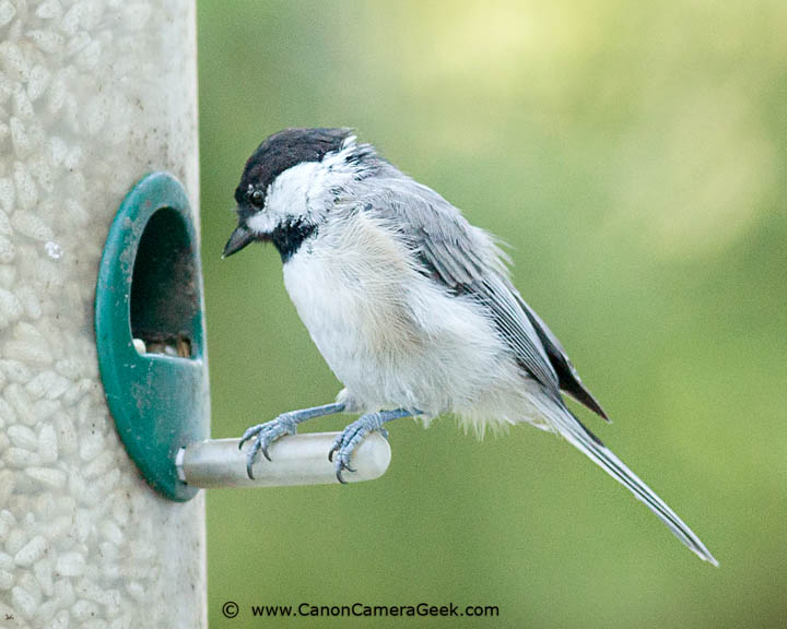 Black-capped Chickadee photographed with the Canon 400 f5.6 telephoto lens